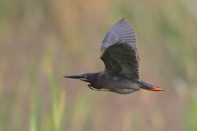 Green Heron