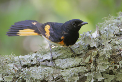 American Redstart