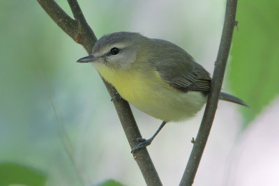 Philadelphia Vireo