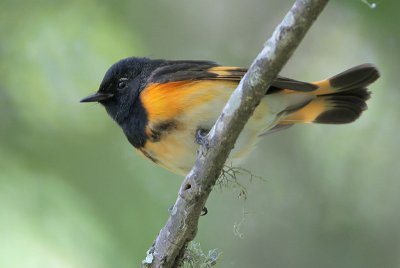 American Redstart