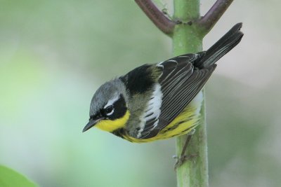 Magnolia Warbler