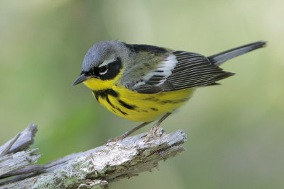 Magnolia Warbler