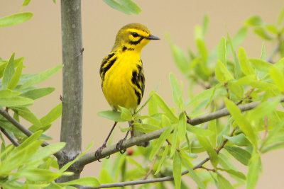 Prairie Warbler