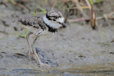 Killdeer