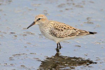 White-rumped Sandpiper