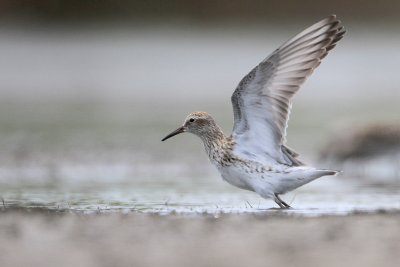 White-rumped Sandpiper