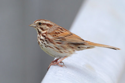 Song Sparrow