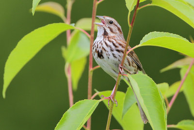 Song Sparrow