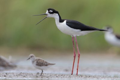 Black-necked Stilt