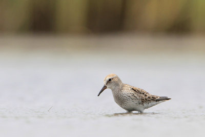 White-rumped Sandpiper