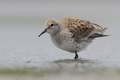 White-rumped Sandpiper