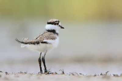 Killdeer