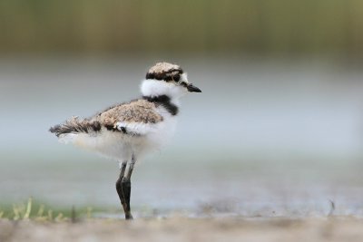 Killdeer