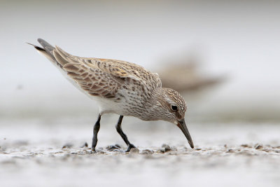 White-rumped Sandpiper