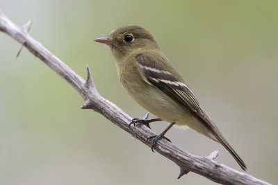 Least Flycatcher