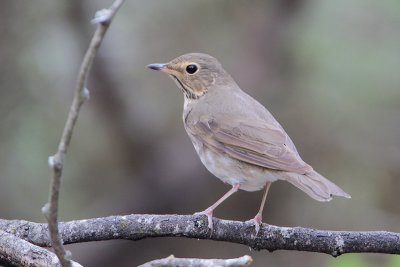 Swainson's Thrush