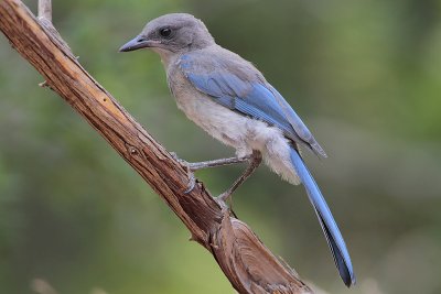 Western Scrub-Jay