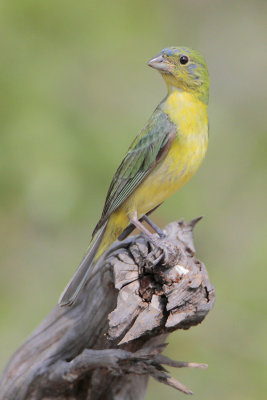 Painted Bunting