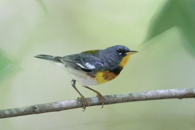 Northern Parula