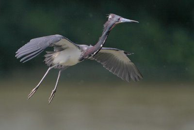 Tricolored Heron