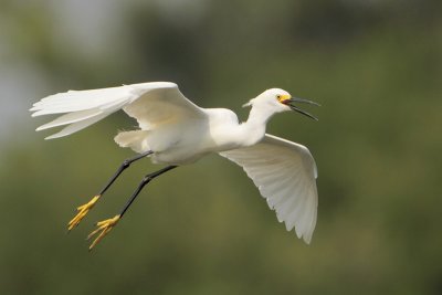 Snowy Egret