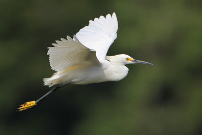 Snowy Egret