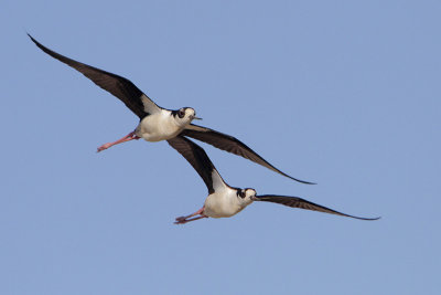 Black-necked Stilt