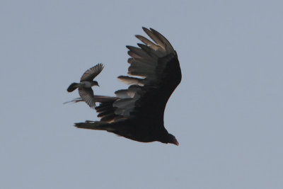 Turkey Vulture harassed by Eastern Kingbird