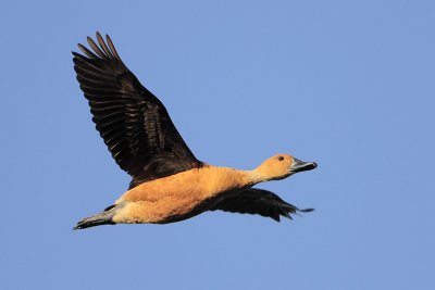 Fulvous Whistling-Duck