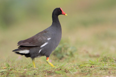 Common Moorhen