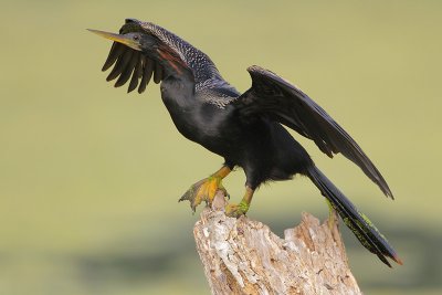 Anhinga