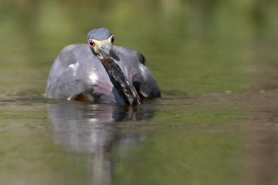 Tricolored Heron