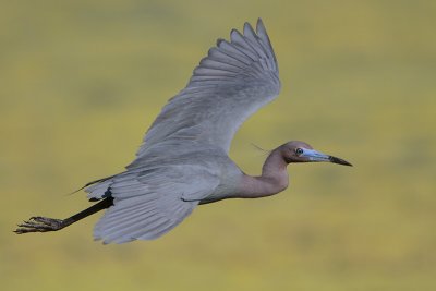 Little Blue Heron