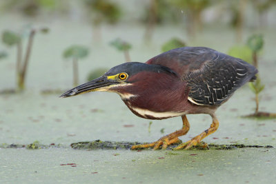 Green Heron