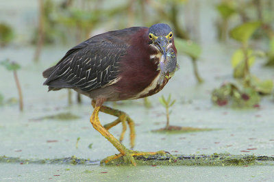 Green Heron