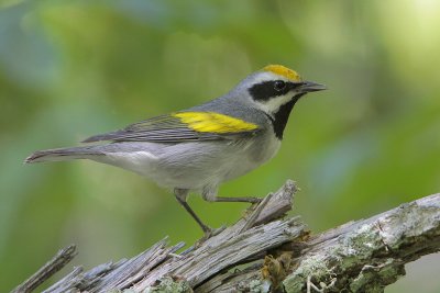 Golden-winged Warbler