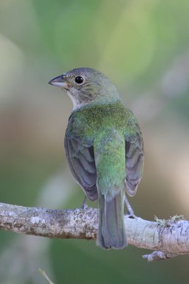 Painted Bunting