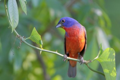 Painted Bunting