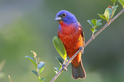 Painted Bunting