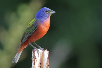 Painted Bunting