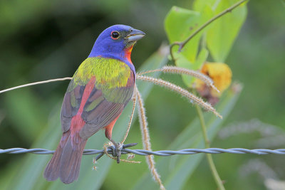 Painted Bunting