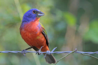 Painted Bunting