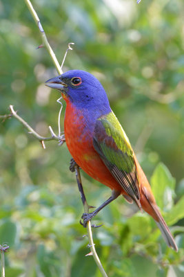 Painted Bunting