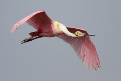 Roseate Spoonbill