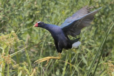 Purple Gallinule