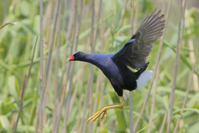 Purple Gallinule