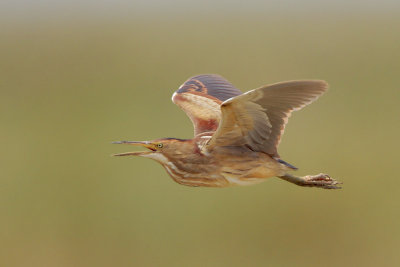 Least Bittern