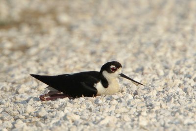 Black-necked Stilt