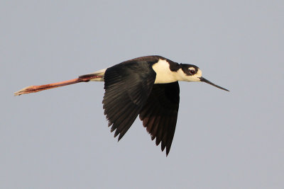 Black-necked Stilt