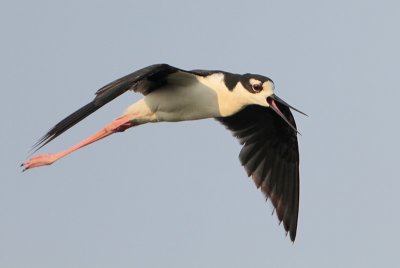 Black-necked Stilt